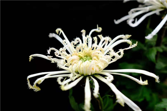 秋天是属于菊花的季节,但你知道哪里的菊花展