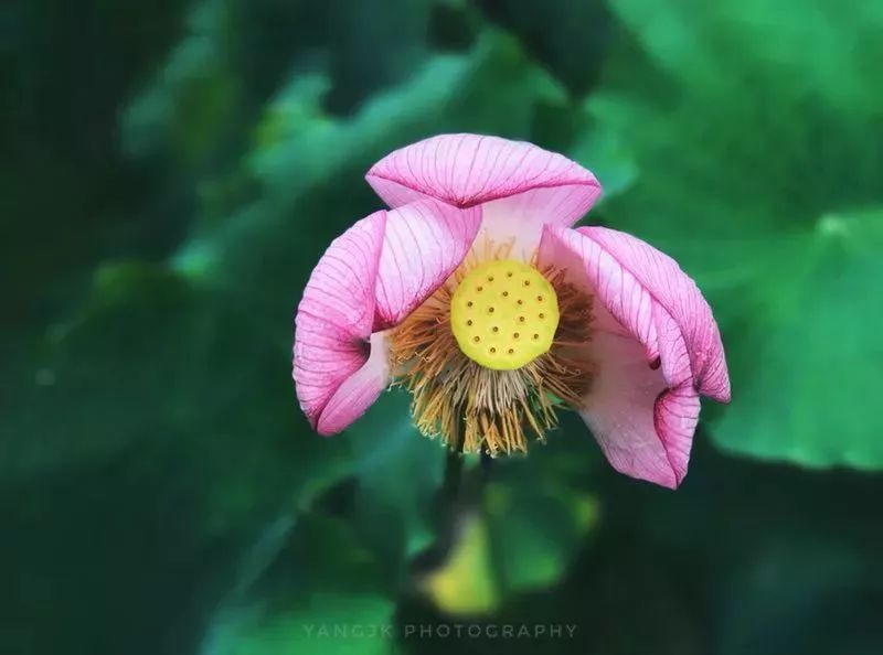 摄影基础教程:手机如何拍出虚化效果?