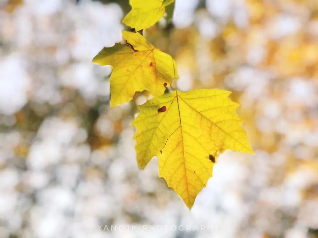 摄影基础教程:手机如何拍出虚化效果?