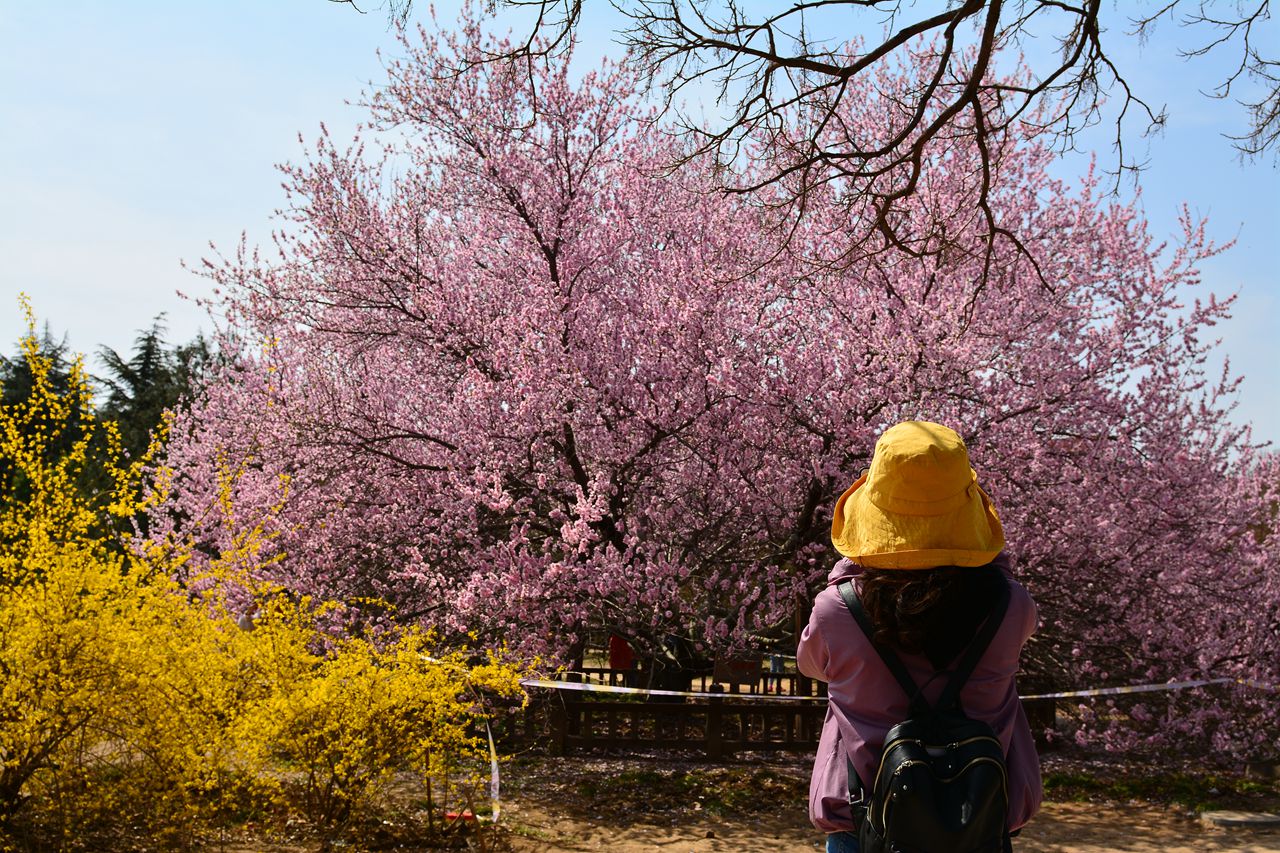 【微风轻抚山桃花 郑大校园春意闹】
