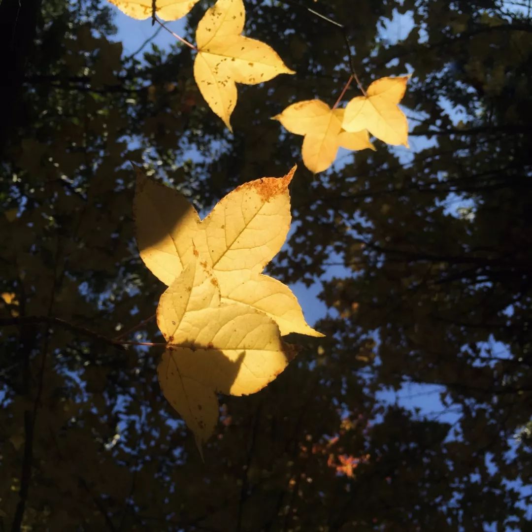 摄影基础教程:手机如何拍出虚化效果?