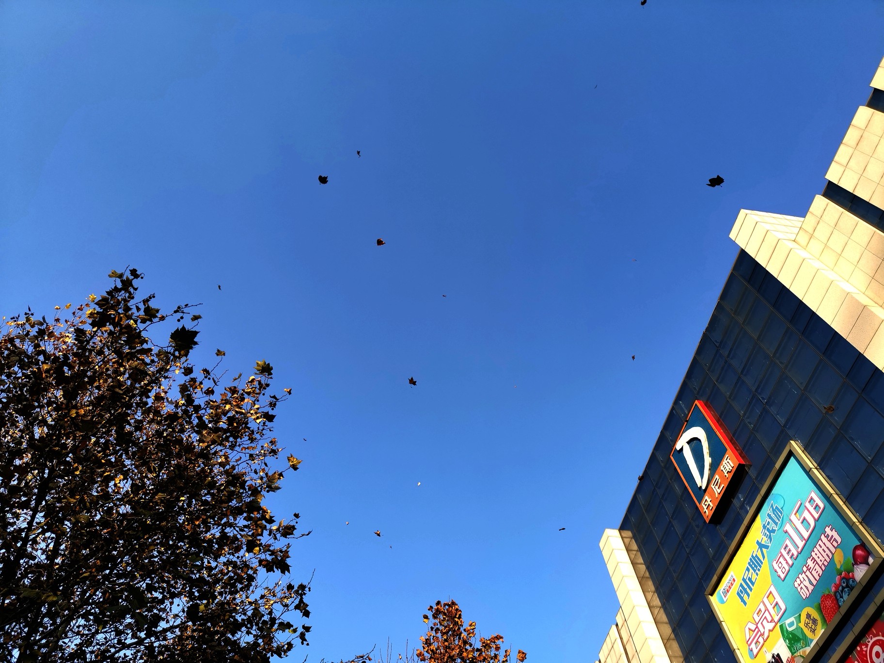 【拍客原创】随心所欲大街上,秋叶翩翩腊梅黄