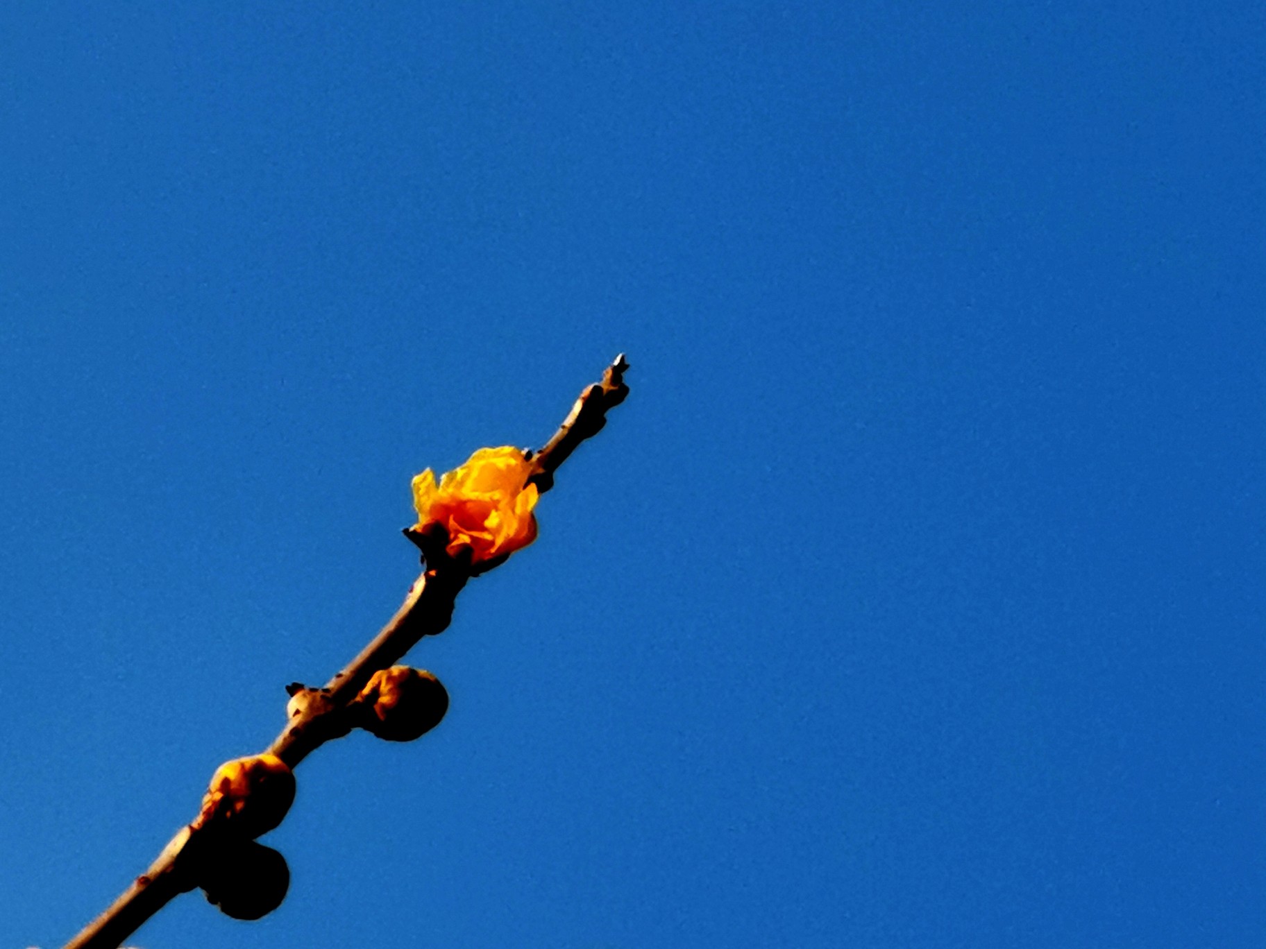 【拍客原创】随心所欲大街上,秋叶翩翩腊梅黄