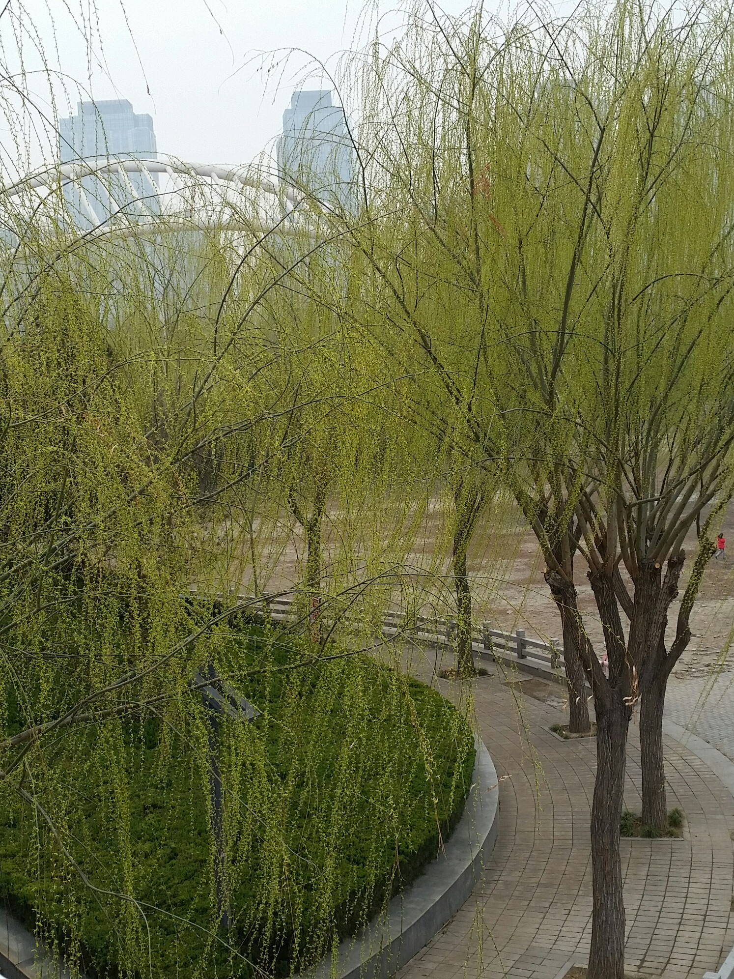 碧玉妆成一树高,万条垂下绿丝绦。不知细叶谁