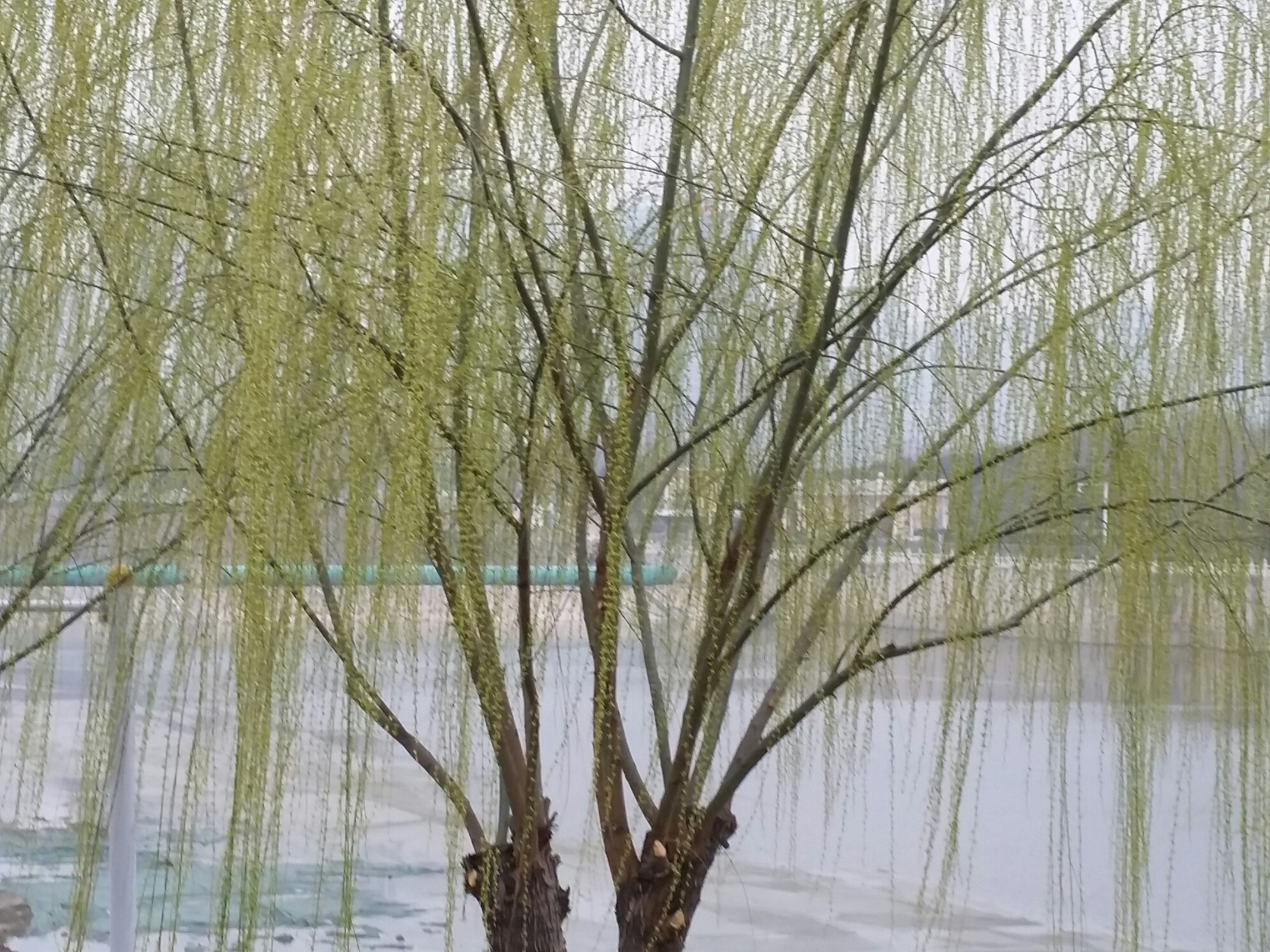 碧玉妆成一树高,万条垂下绿丝绦。不知细叶谁